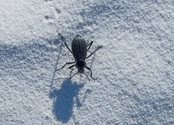 Darkling Beetle White Sands National Monument 18-4-00333