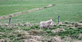 Sheep Vatnsnes Peninsula Iceland  16-L6-_6171a