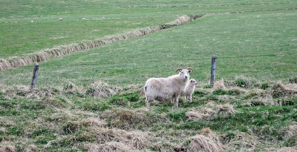 Sheep Vatnsnes Peninsula Iceland  16-L6-_6171a