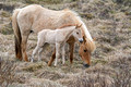 Horses Vatnsnes Peninsula Iceland 16-6-_3393