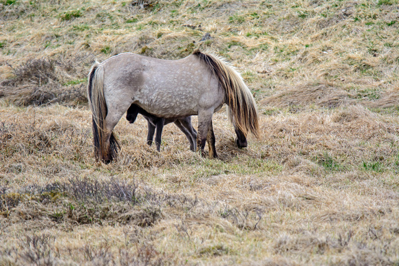Horses Vatnsnes Peninsula Iceland 16-6-_3379