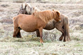 Horses Vatnsnes Peninsula Iceland 16-6-_3385