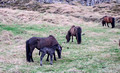 Horses Vatnsnes Peninsula Iceland 16-L6-_6178a