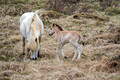 Horses Vatnsnes Peninsula Iceland 16-6-_3383