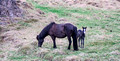 Horses Vatnsnes Peninsula Iceland 16-L6-_6175a