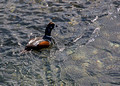 Harlequin Duck Stong Iceland 16-6-_0539
