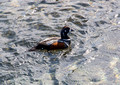 Harlequin Duck Stong Farm Iceland 16-6-_0541