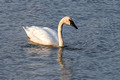 Trumpeter Swan Seney National Wildlife Refuge 17-10-06788