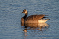 Canada Goose Seney National Wildlife Refuge 17-10-06819