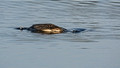 Common Loon National Wildlife Refuge 16-10-4243