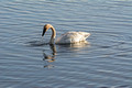 Trumpeter Swan Seney National Wildlife Refuge 16-10-4281