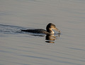 Common Loon Seney National Wildlife Refuge 16-10-4246