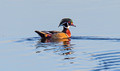Wood Duck Seney National Wildlife Refuge 17-10-06831