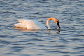 Trumpeter Swan Seney National Wildlife Refuge 17-10-06798