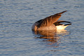 Canada Goose Seney National Wildlife Refuge 17-10-06818