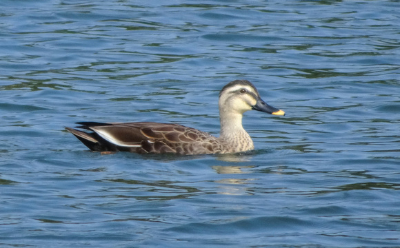 Eastern Spot-billed Duck Senzokuike park Tokyo Japan 19-11P-_2082