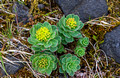 Flower Olafsvik Iceland 16-6-_4465