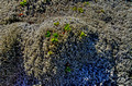 Mossy Lava Rocks Iceland 16-6-_3603