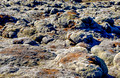 Mossy Lava Rocks Iceland 16-6-_2943