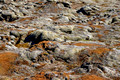 Mossy Lava Rocks Iceland 16-6-_2940