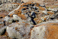 Mossy Lava Rocks Iceland 16-6-_2949