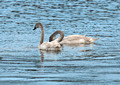 Trumpeter Swans Point Douglas Park 16-2-_2066