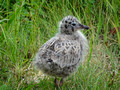 Baby Gull Oscarsborg fortress  Norway 18-6P-_0258