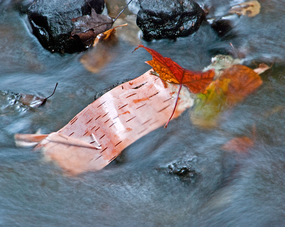 Birch Bark 09-121- 636