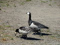 Barnacle Goose Nakkholmen Oslo Norway 18-6P-_0685