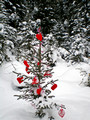 Miljes Ski Trails Valentine' Tree 11-_2185
