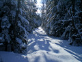 Miljes Ski Trails 12-1-_0699