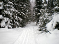 Miljes Ski Trails 11-_2187