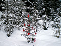 Miljes Ski Trails Valentine Tree11-_2184