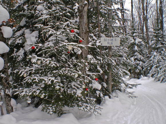 Miljes Ski Trails Christmas Tree 11-_2182
