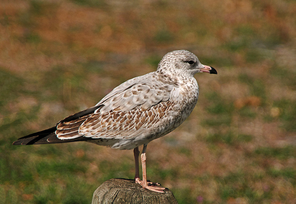 Gull 12-9-_1749