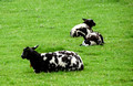 Sheep Montfoort Netherlands Canal Boat Tour 19-5-_0197