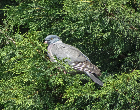Common Wood-Pigeon Locaboat Base Loosdrecht Netherlands Canal Boat Tour 19-5-_0537