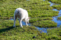 Sheep at Kirkjugólf The Church Floor Iceland 16-6-_2537