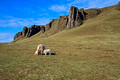 Sheep at Kirkjugólf The Church Floor Iceland 16-6-_2548