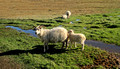 Sheep at Kirkjugólf The Church Floor Iceland 16-L6-_6420a