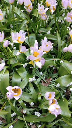 Keukenhof Gardens Netherlands 19-5-_3626