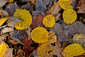 Leaves Kinnickinnic State Park 11-10-_2200