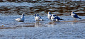 Ringed-billed Gulls Kinnickinnic State Park 11-10-_2216