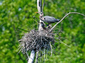Blue Heron Nest 12-5-_1486