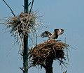 Osprey Nest 12-5-_1400