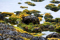 Seaweed Highway 61 East of Ísafjörður 16-6-_3478