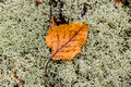 Leaf on Lichens Chapel Beach to Mosquito River Pictured Rocks National Lakeshore 16-10-3183