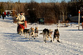 Gichigami Express Dog Sled Race Minnesota