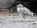 Fledgling Gull Fredrikstad Norway 18-7P-_2841