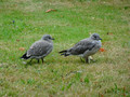 Fledgling Gulls Fredrikstad Norway 18-7P-_2867